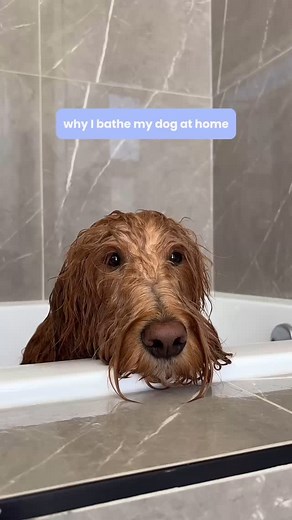 Bathing your dog at home has never been better! 🛁🐶 ✔️ Comfort in their own environment ✔️ Builds trust & strengthens your bond ✔️ The right tools = less stress for both of you ✔️ Helps manage skin and coat health ✔️ Saves MONEY ✔️ You’re on your schedule Home grooming just makes sense! 💗 | Pupwell