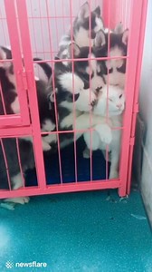 "HELP ME!" 🙈😂 | VT