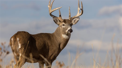 Missouri shares new regulations, dates for deer, turkey hunting seasons