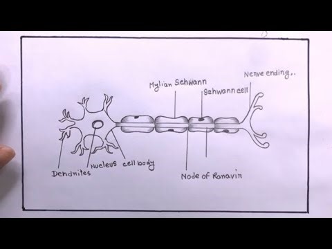 How To Draw nerve cell diagram/Drawing nerve cell Step By Step Easy/nerve cell Drawing