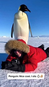 Emperor Penguins have no natural land predators, so they have zero fear of humans. To him, this photographer isn't a threat... he's just a warm, red rock. 🧠🐧 . . Follow for more animal interactions! #animalbehavior #fearless #smartanimals #birds #wildlife frozenplanet | Smart Animals