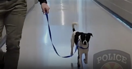 Dog abandoned by owners gets extra love from Surprise Police Department