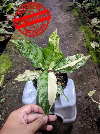 Aglaonema Commutatum Marble Variegated Real Picture Luxury Plant - Etsy