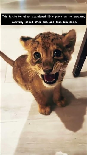 From Wild to Wonderful: The Story of Our Rescued Puma Cub💗💗