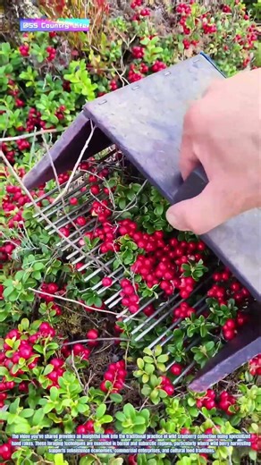 Crimson Harvest: How Berry Rakes Transform Wild Harvesting into Efficient Gathering