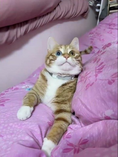 Unleash Your Typing Speed: A Cat's Play Challenge