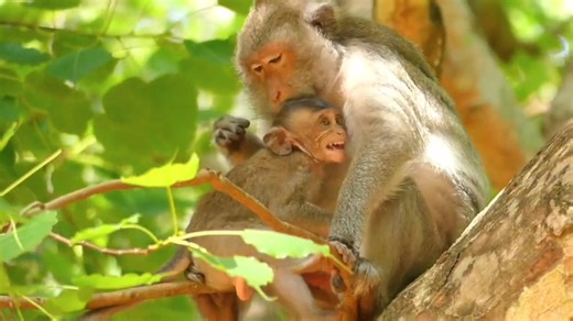 Upset Monkey Throws Tantrums | Funny Primate Behavior