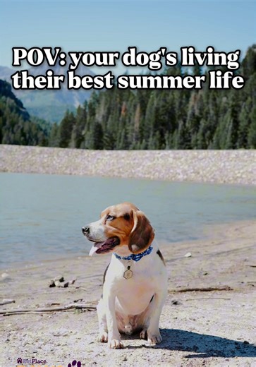 Register Your Dog's Microchip for Safety