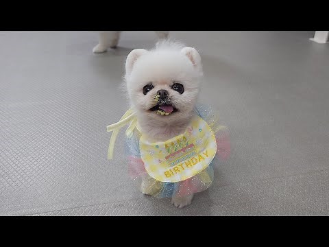 I Made a Beef Omakase for My Puppy's Birthday! Pongki's Happiest Day