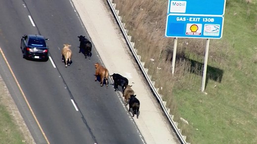 Interstate 80 Crash Near Joliet Shuts Down Traffic, Leaves Loose Cattle Roaming Highway