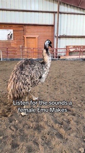 Mayzee & Her Horses 🐴 BarnLife | Hear that deep drumming sound? It’s her voice 🖤 Female emus make this low, rhythmic sound using a special air sac in their throat to... | Instagram