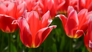 Tulipes Rouges Vent Champ De - Free video on Pixabay
