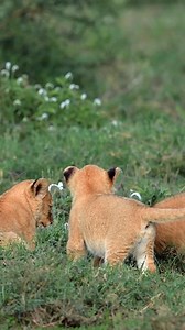 226K views · 8.3K reactions | Watching lion cubs waiting for their mama is painful. Every sound, every shadow can mean danger. But this is how cubs learn patience, awareness, and survival from the very beginning. #lioncubs #motherhood #NatureMoments | Porcupine Tours | Facebook