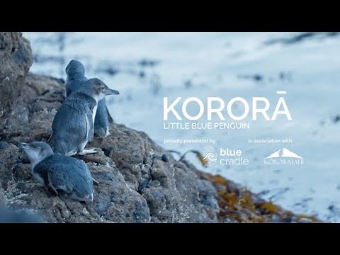Kororā: Little Blue Penguin | Documentary | RNZ