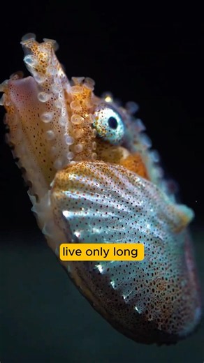 Octopus tentacles looking for a female