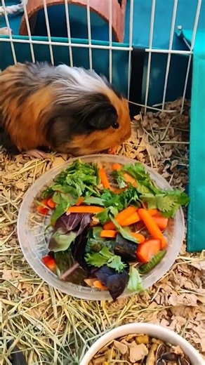#cat Healthy lunch with Ginger and Michi guinea pigs. Tacos brothers. ASMR