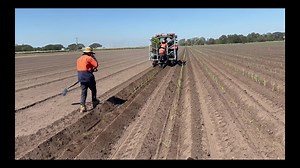 QCAR: Burdekin - 🚜🌱 Planting and trials in action at Sugar Research Australia! QCAR Burdekin District Manager, Angelo Licciardello, recently visited the Sugar Research Australia (SRA) farm to see the planting progress across their multi-stage breeding program: Stage 1 – Seedlings: Around 30,000 new varieties planted annually Stage 2 – Clonal Assessment Trials: Approximately 2,000–2,500 varieties tested Stage 3 – Final Assessment Trials: Around 300 varieties undergo final evaluation Every varie
