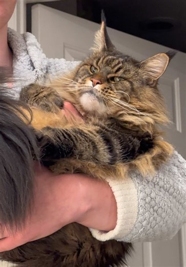 Adorable Maine Coon Cat Moments