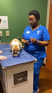 Kelsie, one of our licensed veterinary technicians, demonstrates how to apply Revolution Plus to Sammy, our clinic cat, using a Fear Free method. Revolution Plus helps protect Sammy against mosquitos transmitting heart worm diseases, hookworms, roundworms, fleas, ticks and ear mites for a whole 30 days. She is using food to distract and no physical restrainst to help keep Sammy's fear, anxiety and stress as low as possible. (Though it doesn't always help with stubborness) | Walnut Creek Veterina