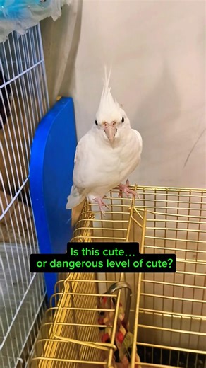 How Long Can a Cockatiel Live With Proper Care? The answer is in the description .. #birds #parrot