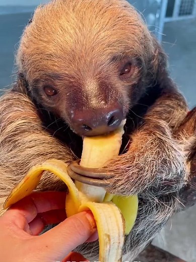 Adorable Sloth Eating Bananas at the Zoo
