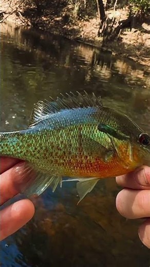catching big sunfish!