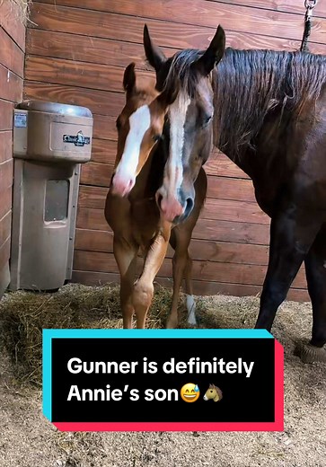 Gunner is Annie's Son! | Katie Van Slyke