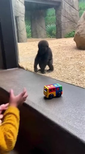 WAIT… The Baby Gorilla Did It FIRST 😳🦍 #gorilla #funnyanimals #funnyvideos #animals #zoo