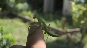 praying mantis. Mantis religiosa, The green praying mantis is in danger. big green insect. praying mantis on hand.