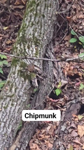 A chipmunk foraging until it noticed it was being watched. #chipmunks #WestVirginia #rodent #naturelovers #outside | Black River Outdoors | Facebook