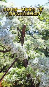 49 reactions · 21 shares | A Chinese fringetree is in full bloom in SW China's Yunnan, whose white flowers look like fluffy snow. #AmazingChina | China News 中国新闻网 | Facebook