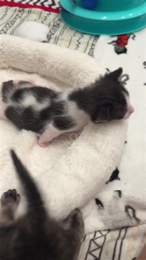 845K views · 157K reactions | Piccolino & Bambino finally got to meet and become friends now that their two week quarantine is up! Yeehoo! P.S. Don’t laugh, but this is what the inside of my brain sounds like. | Kitten Lady | Facebook