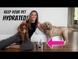 Best Pet Water Fountain For Cats & Dogs | Automatic Drinking Bowl