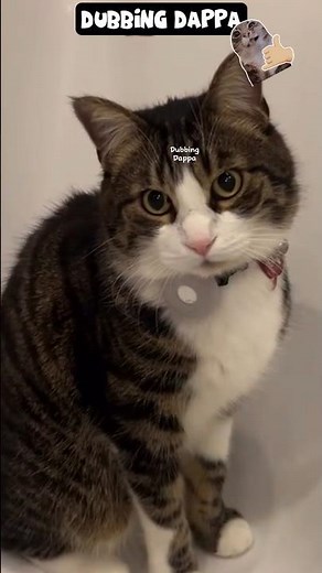 Kasaki Kasaki 🤣 #funny #cat #shorts #dog #shortsfeed #animals #dubbingdappa #pets #comedy #catvideos