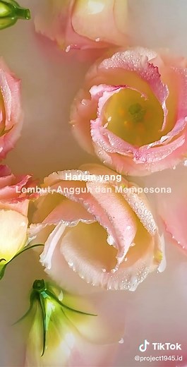 PROJECT 1945 on TikTok