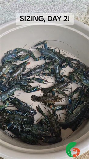 🦞 TAGURO LINE POWER! 💪 Solid Breeders = Quality Craylings 🔥 #CrayfishPH #Aquaculture