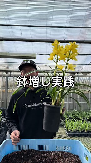 鉢増し実践編！シンビジウムの育て方