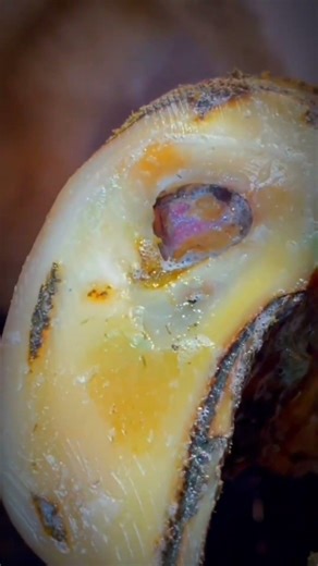 Watch This Satisfying Hoof Trim Transformation #rangerhoof #satisfying #shortvideo