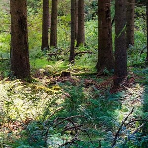 Masacre en Chocó: asesinan a 5 jóvenes que habían sido secuestrados | Noticias RCN