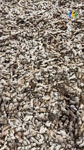 🌍 Ginger Export from India – A Global Opportunity 🇮🇳 By Harsh Dhawan India is one of the largest producers and exporters of ginger, supplying premium-quality ginger to global markets 🌱. Ginger export from India is in high demand due to its strong aroma, rich taste, and powerful medicinal benefits. Indian ginger is widely used in food processing 🍽️, pharmaceuticals 💊, herbal products 🌿, and cosmetics industries worldwide. Major ginger-producing states in India include Assam, Kerala, Karnat