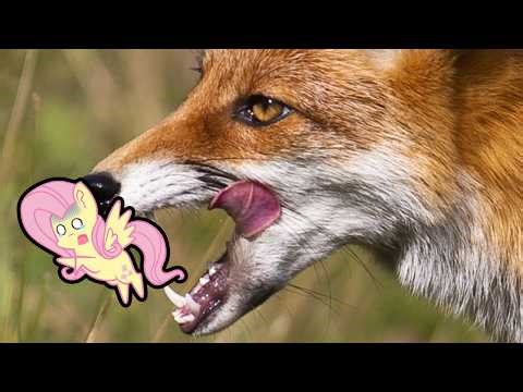 My Tiny Fluttershy: TRAPPED in the Real World! [Animation]