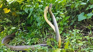 1.4M views · 4.5K reactions | What looks like a mating dance is actually a form of ritual combat between two males. | National Geographic | Facebook