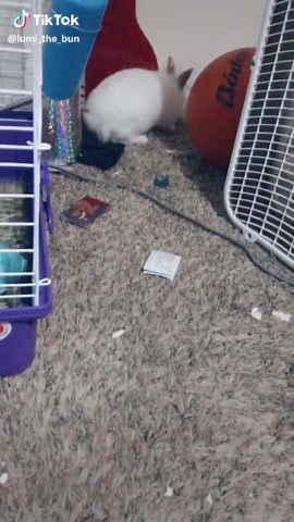 Cute Bunny Pouting Moments