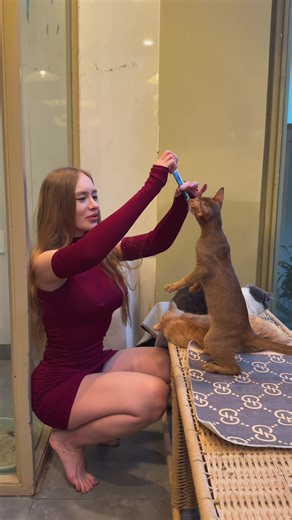 Don’t leave ur cats hungry please 🙏🏻