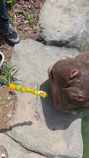 Sharing Fresh Fruits with My Happy Hippo