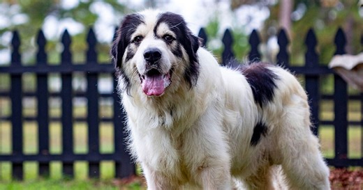 Farm Bureau Names 2025 Farm Dog of the Year