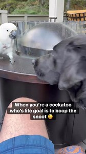 555K views · 6.5K reactions | My boop the snoot  #cockatoo #dog #friends #boop #boopthesnoot | The Parrot Lady | Facebook