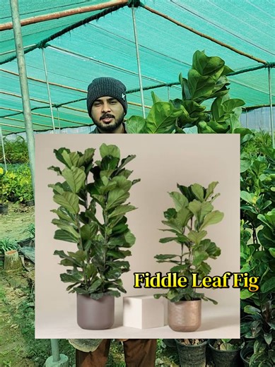Caring for Your Fiddle Leaf Fig: Tips for Thriving Indoor Plants