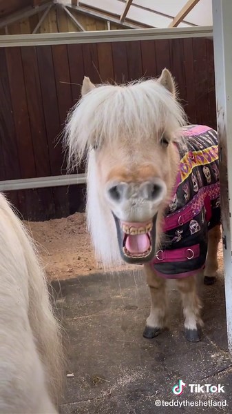 Operatic Singing Shetland Pony: A Daily Floof TikTok Compilation