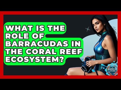 What Is The Role Of Barracudas In The Coral Reef Ecosystem? - The Marine Life Explorer